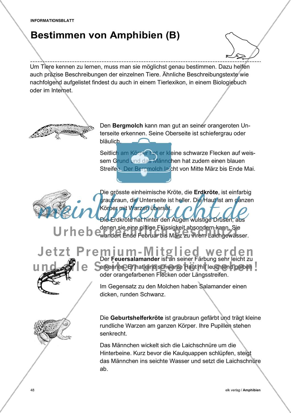 Amphibien - Teil 5 Preview 2