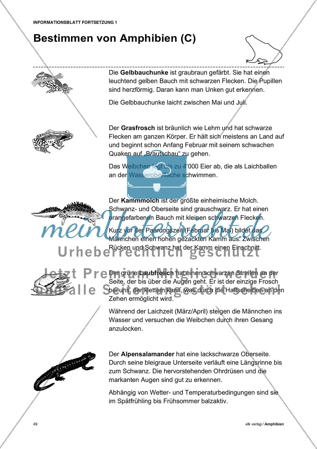 Amphibien - Teil 5 Preview 3