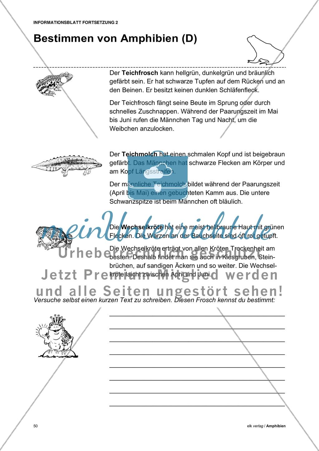 Amphibien - Teil 5 Preview 4