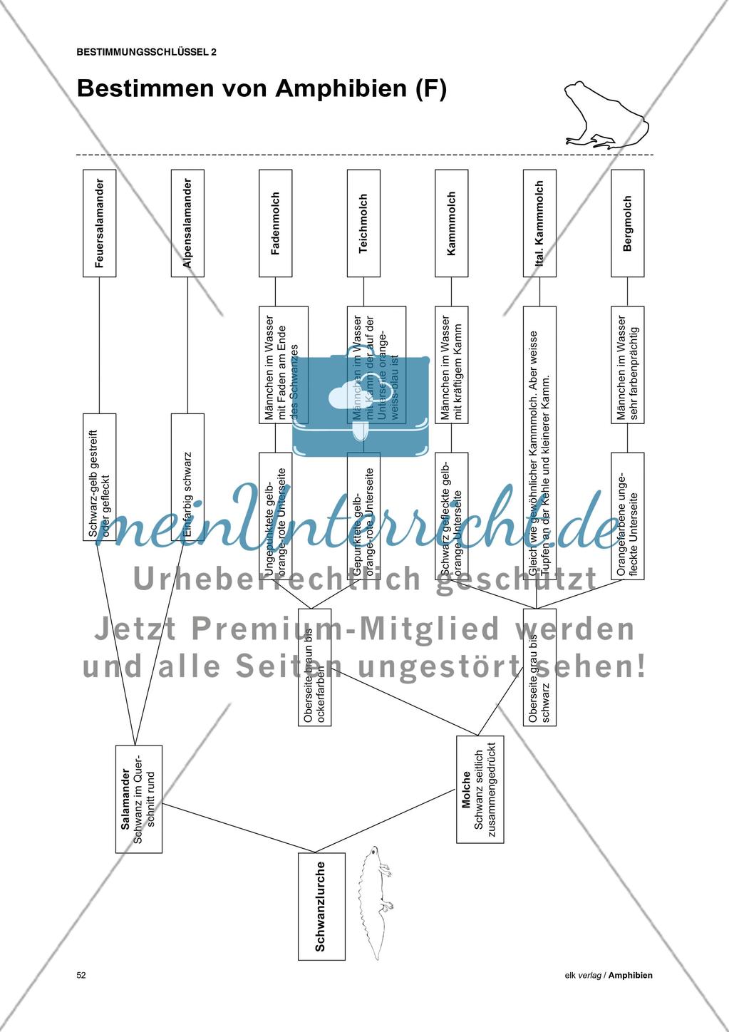 Amphibien - Teil 5 Preview 6