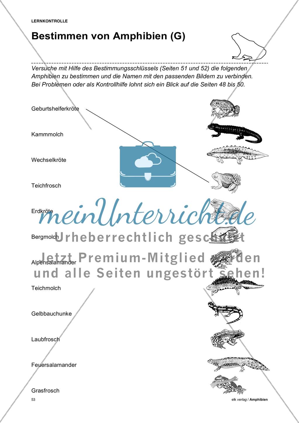 Amphibien - Teil 5 Preview 7