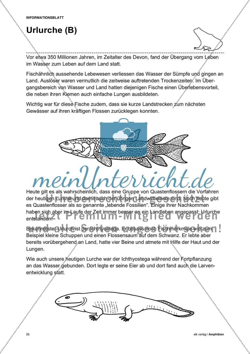 Amphibien - Teil 5 Preview 9