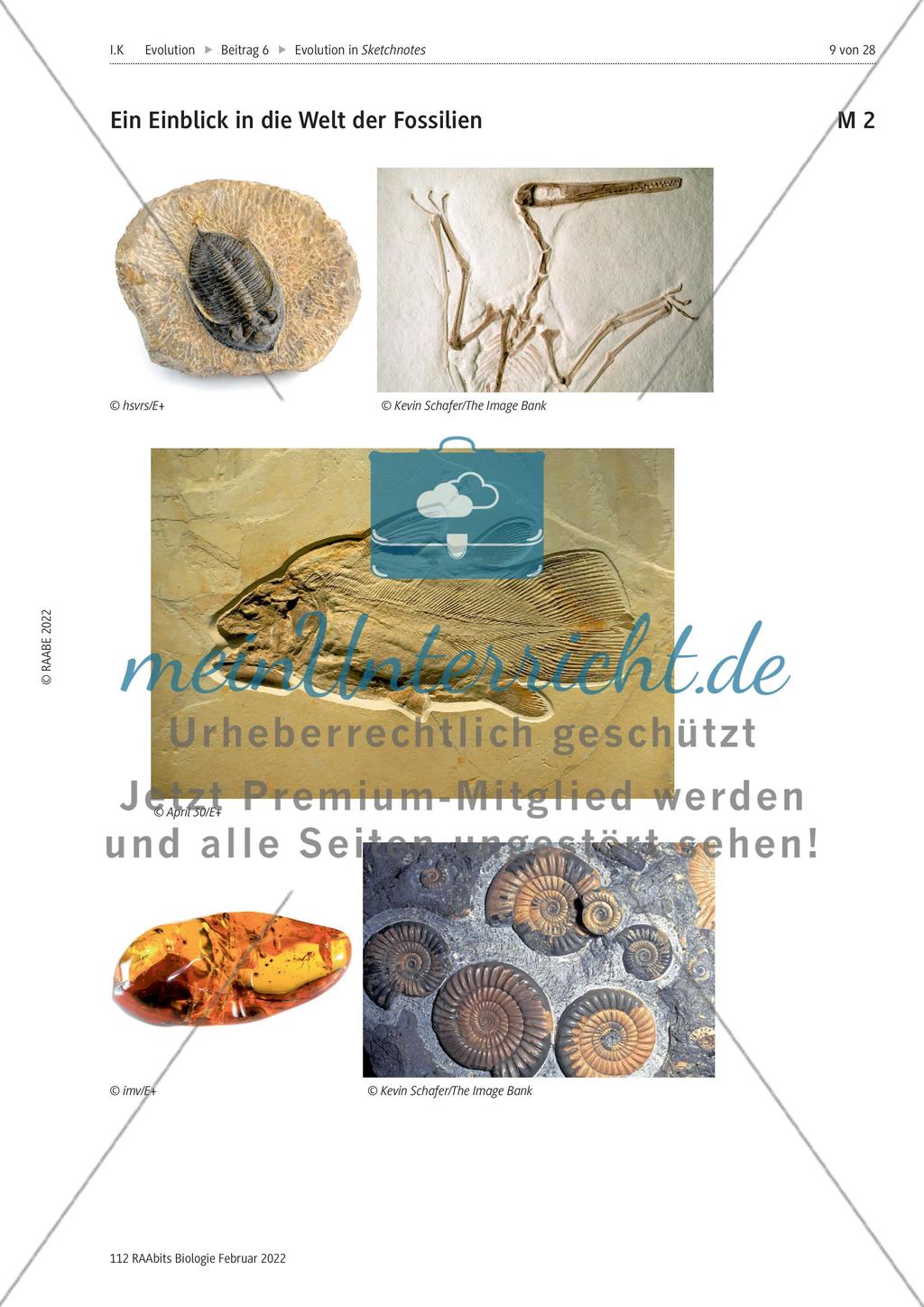 Fossilien als Belege der Evolution – M1-M11 Preview 2