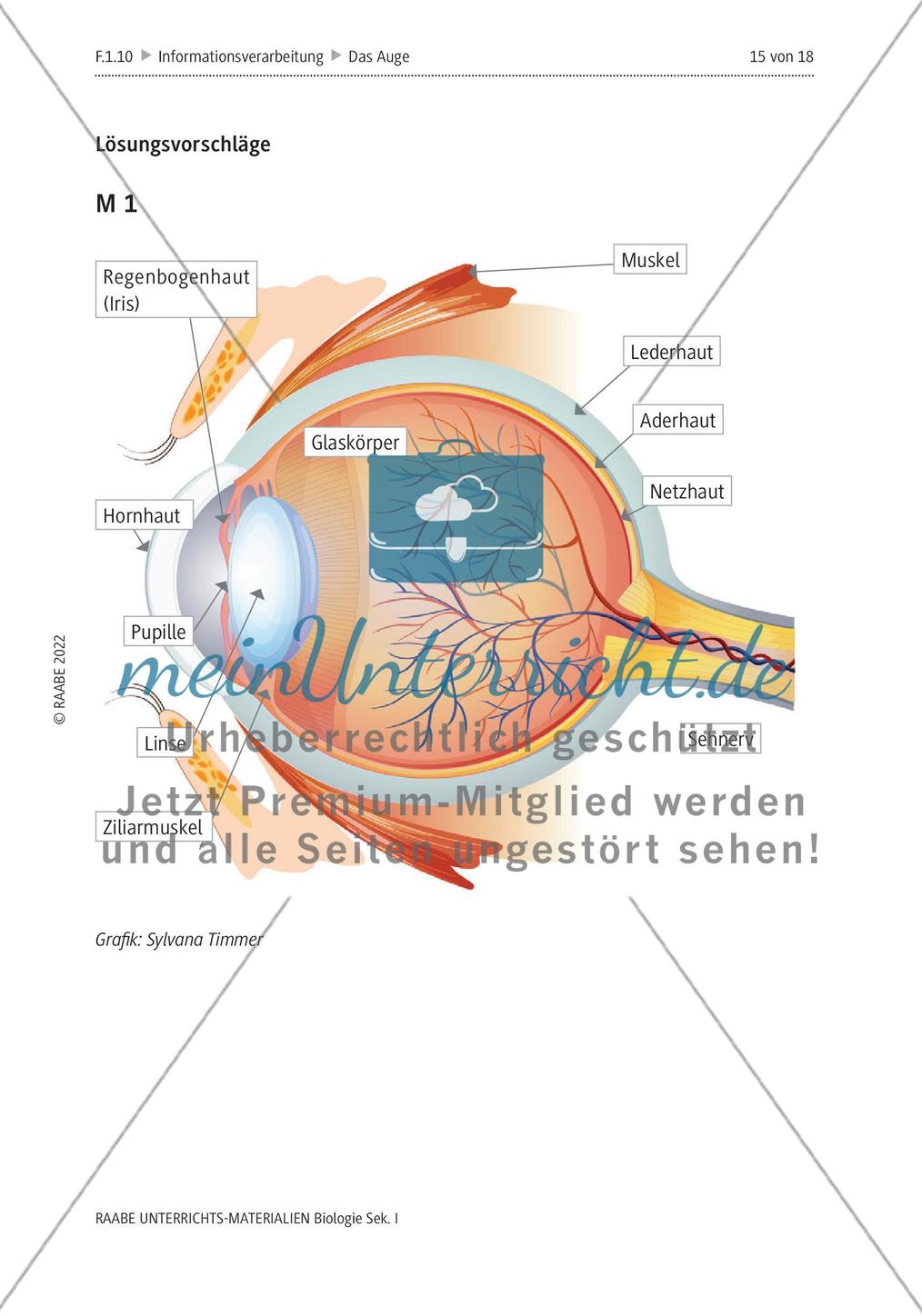 Das menschliche Auge und die Gefährdung durch Smartphones Preview 12