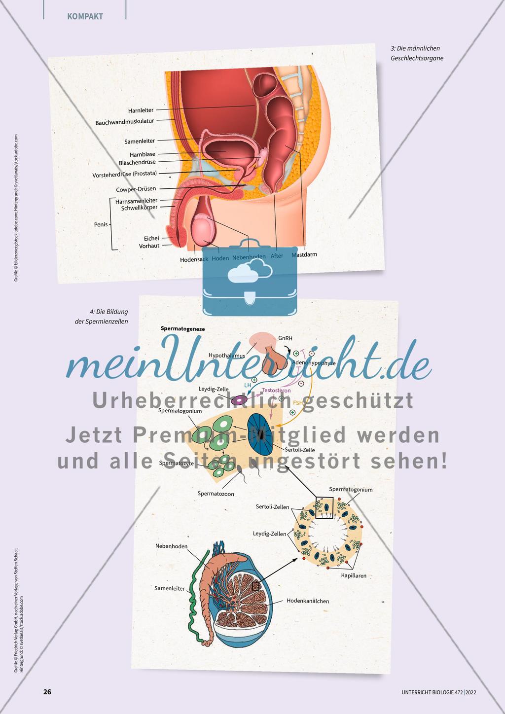 Mythengruppe 2: Samenstau und Co. Preview 5