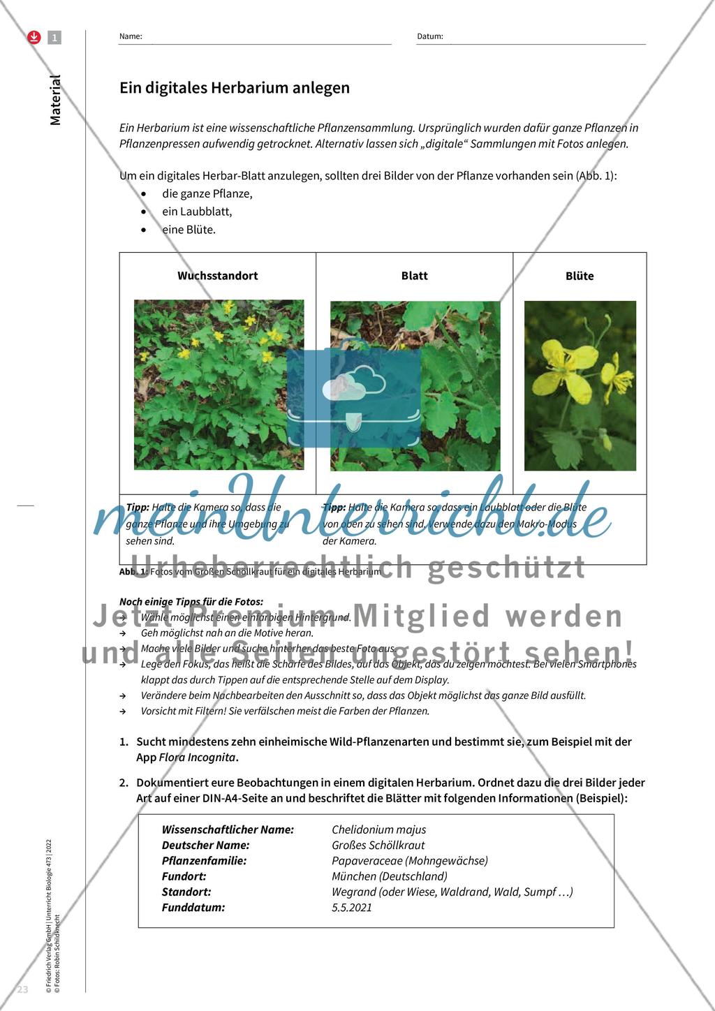 Outdoor & online Pflanzen entdecken Preview 4