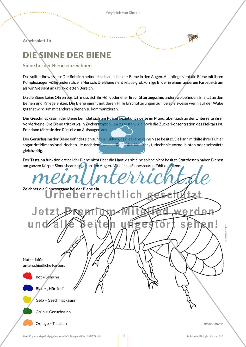 Vergleich von Sinnen Preview 10