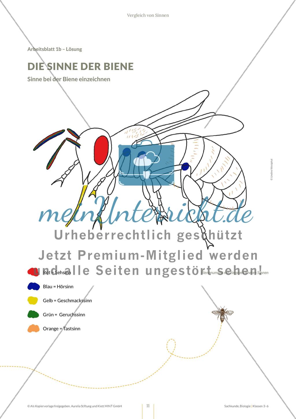 Vergleich von Sinnen Preview 11