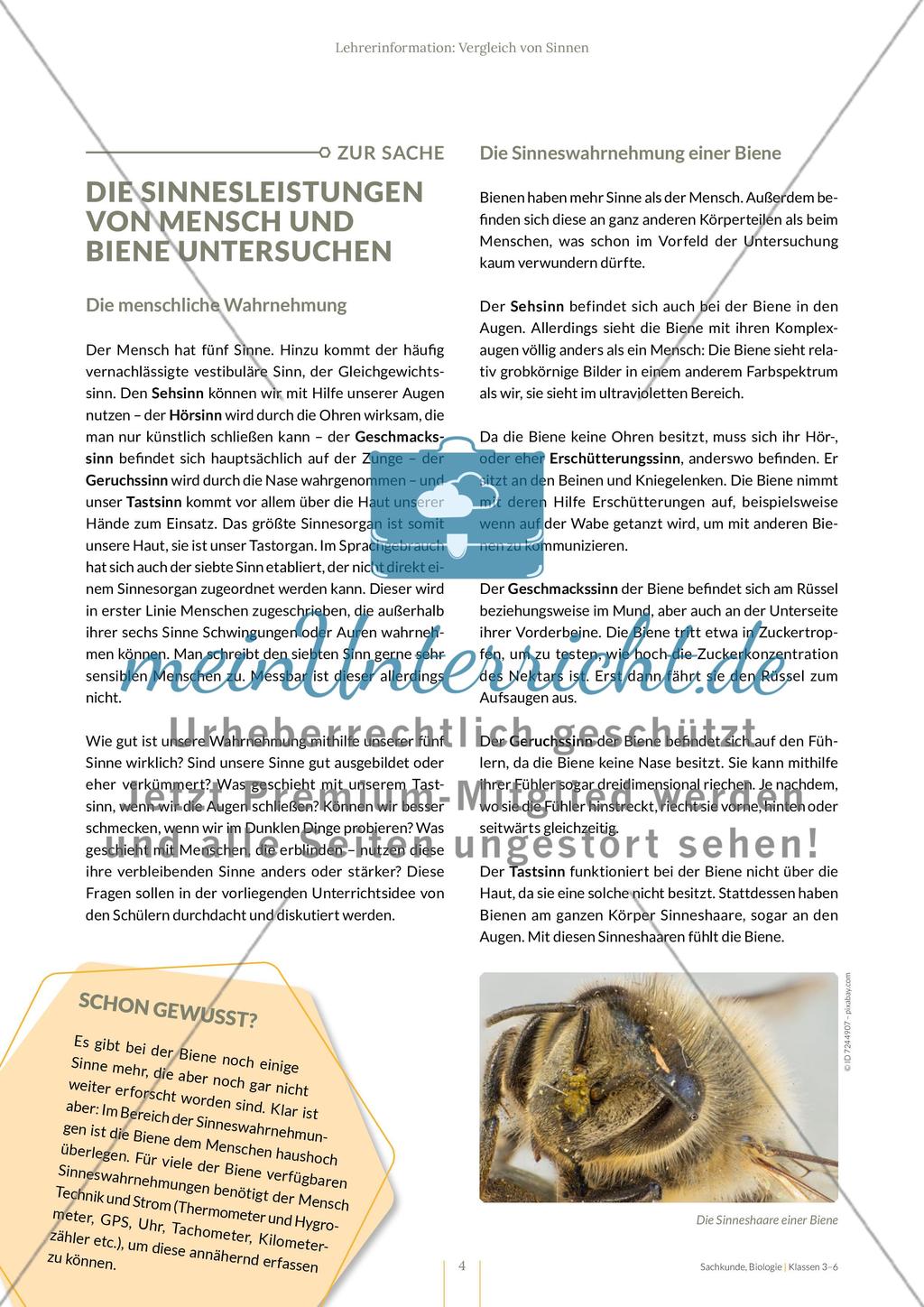 Vergleich von Sinnen Preview 4