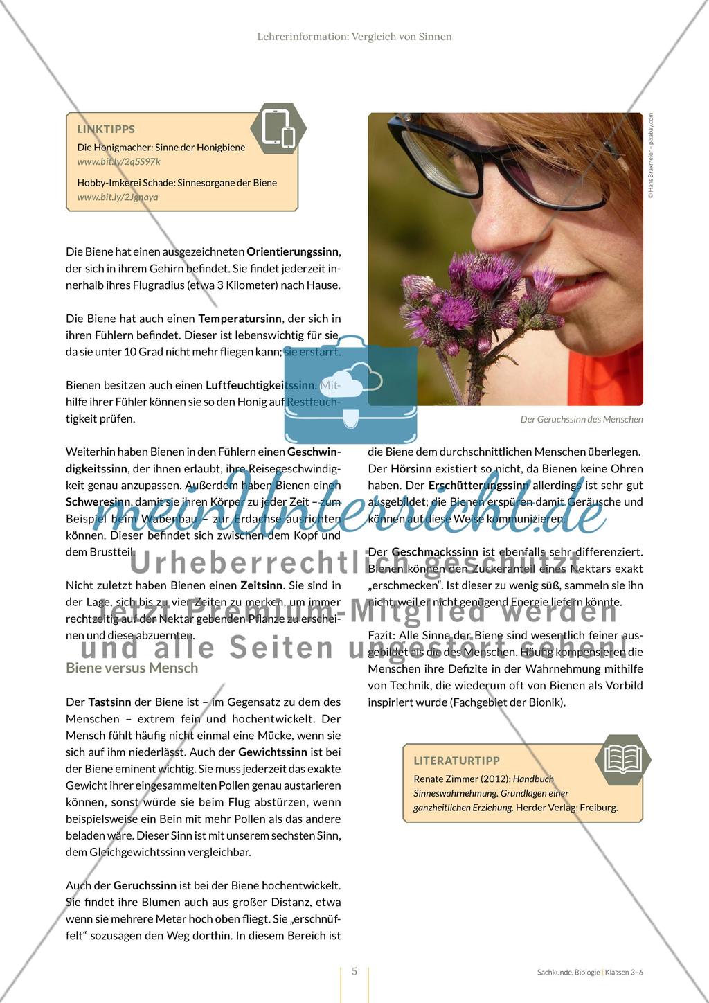 Vergleich von Sinnen Preview 5
