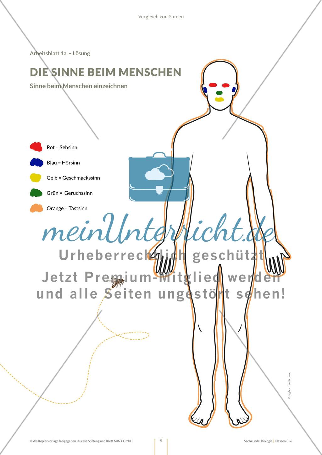 Vergleich von Sinnen Preview 9