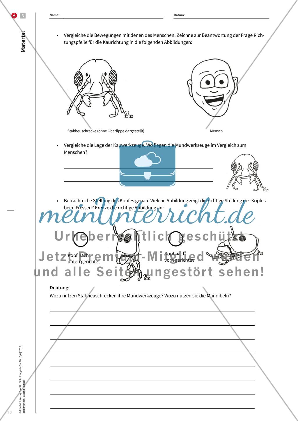 Merkmale von Insekten Preview 10