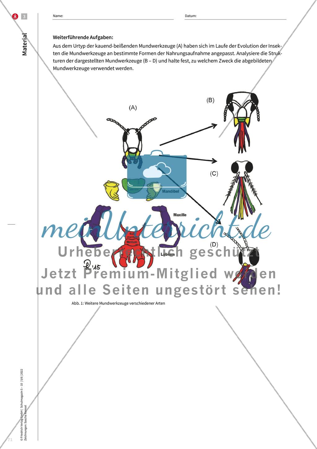 Merkmale von Insekten Preview 11