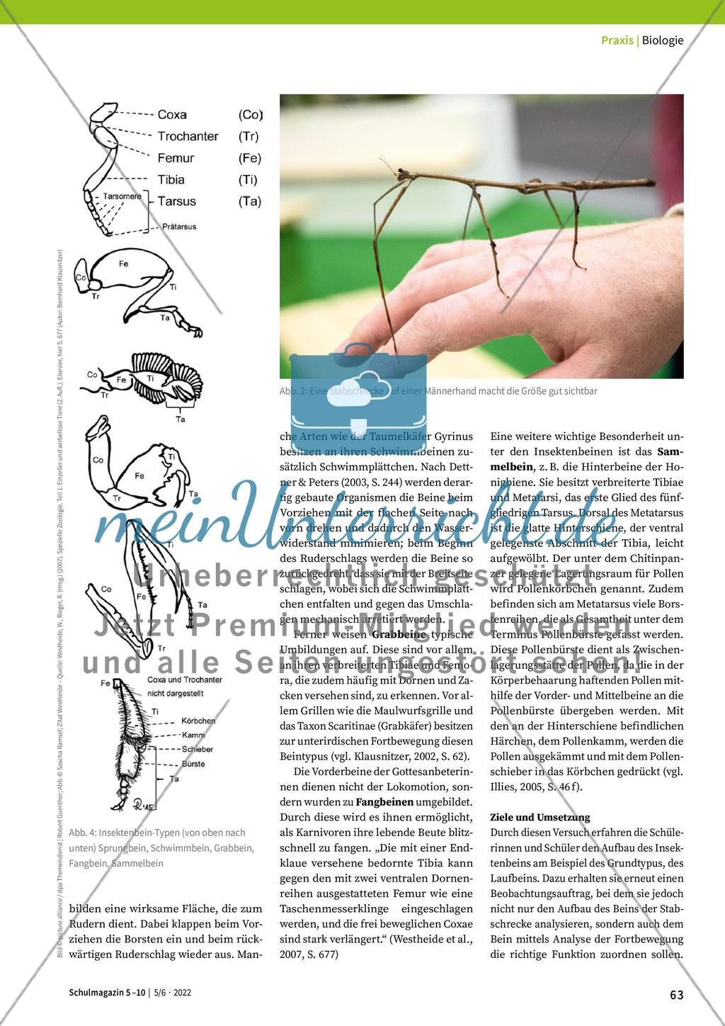 Merkmale von Insekten Preview 3