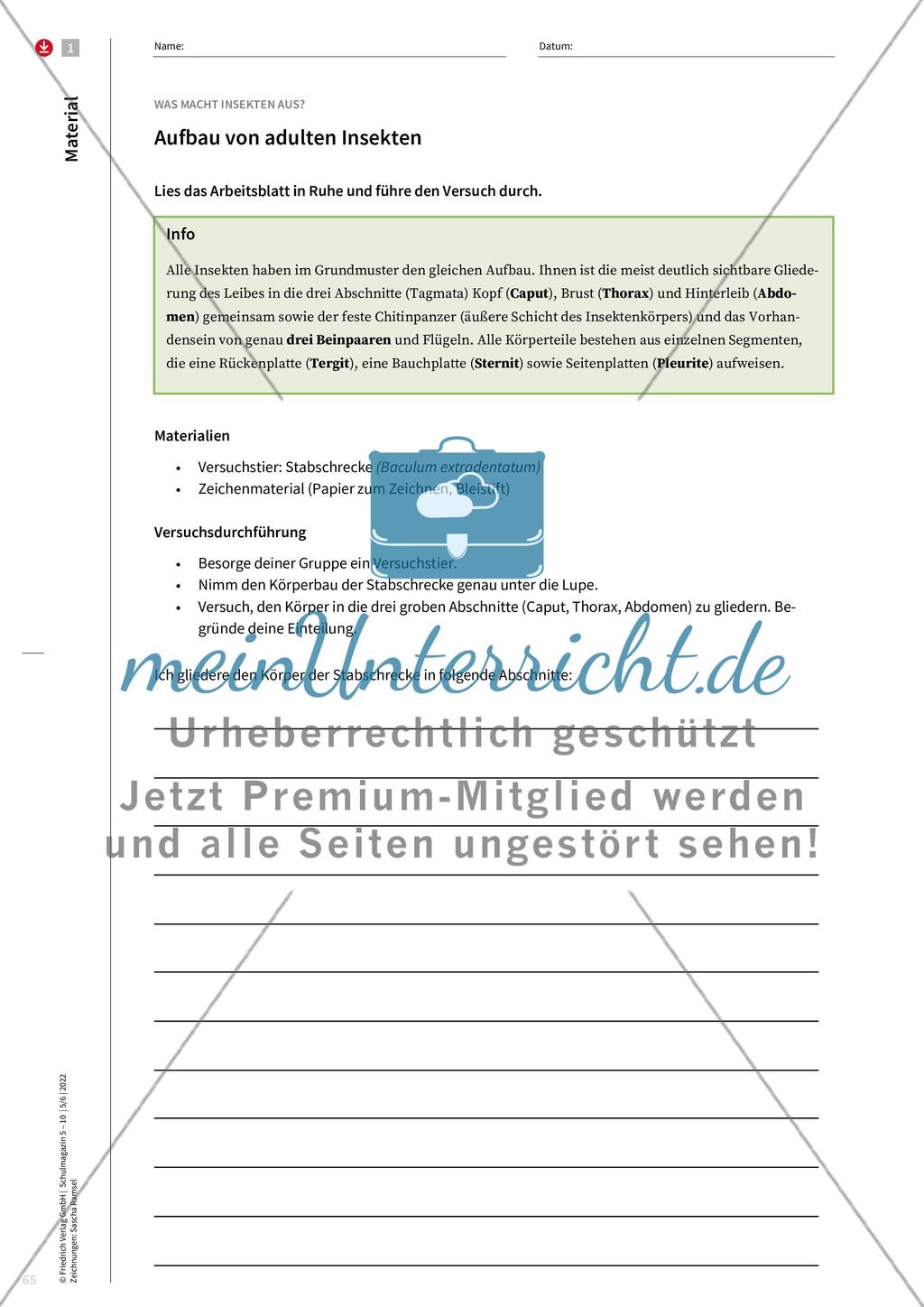 Merkmale von Insekten Preview 5