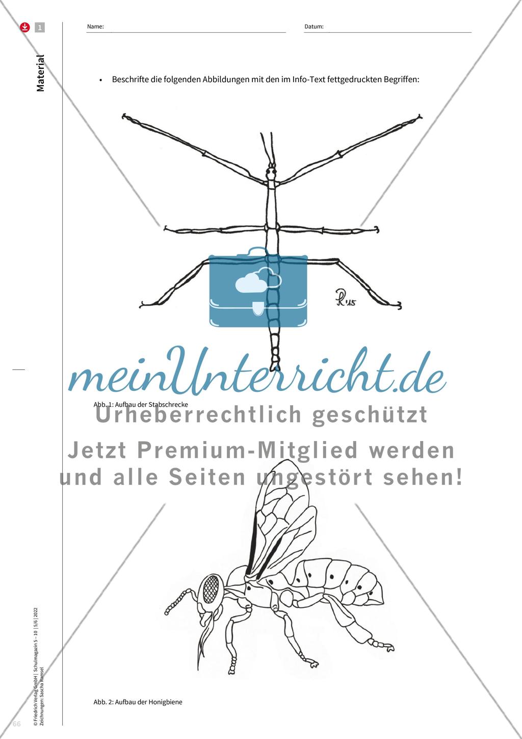 Merkmale von Insekten Preview 6