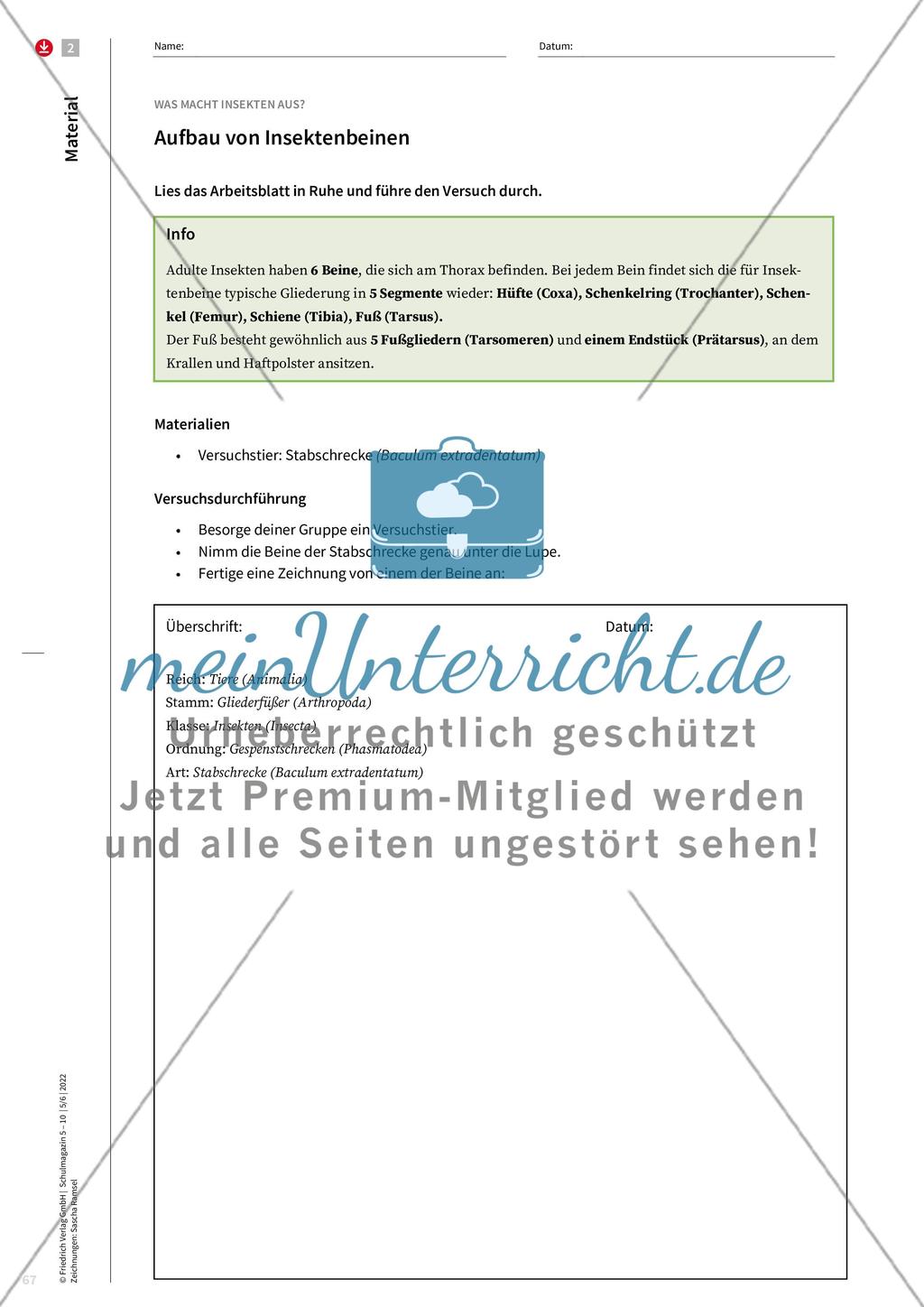 Merkmale von Insekten Preview 7