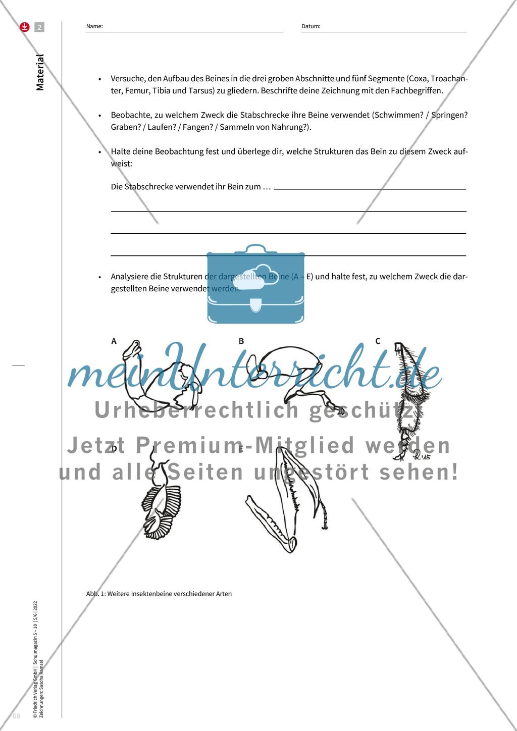 Merkmale von Insekten Preview 8