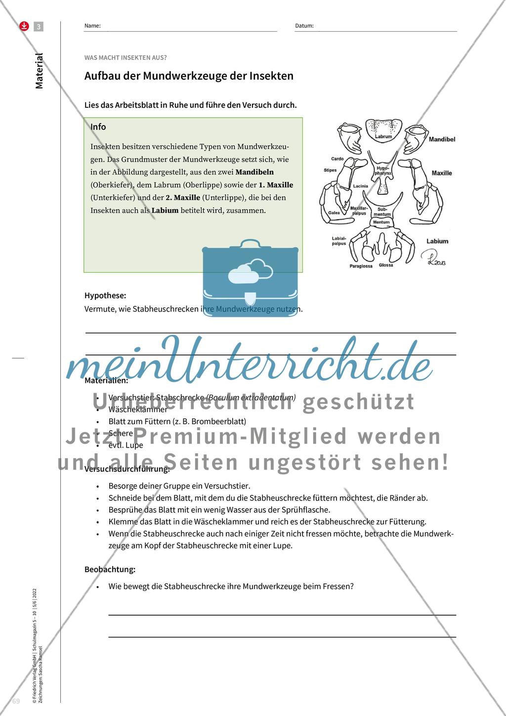 Merkmale von Insekten Preview 9