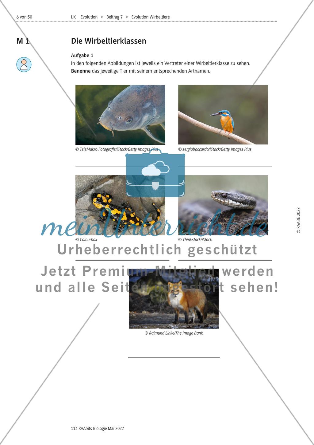 Evolutionsmechanismen - M1-M2 Preview 1