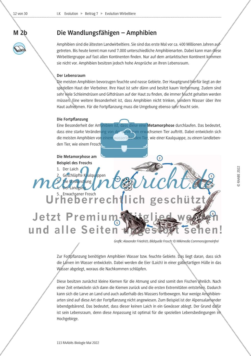 Evolutionsmechanismen - M1-M2 Preview 7