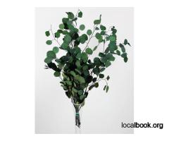 Preserved Eucalyptus Baby Blue Green Bunch – Fresh Look, Zero Effort!