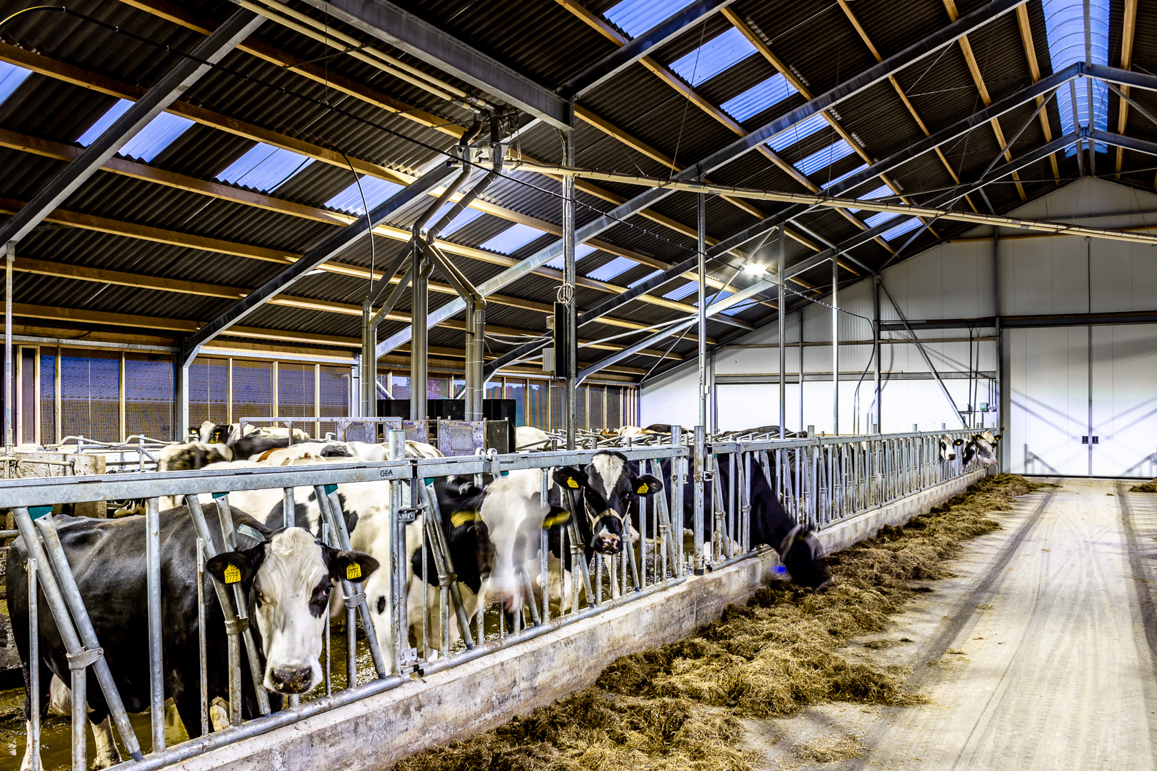 Lednovate Taurus Korevaar Lelystad 2 - Ligboxenstal Korevaar