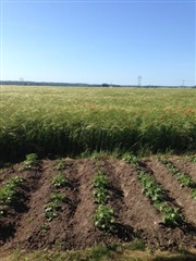 Billede 6. Lejlighed, Bellisvej, Svinninge 