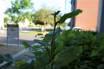 Photo 3. Apartment, Thrigesvej, Herning 