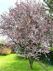 Billede 18. Værelse, Neptun Alle, Kastrup 