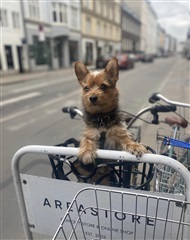 Photo 3. Room, Sydhavnsgade, København SV 