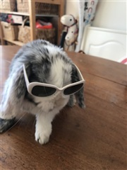 Photo 6. Room, Peter Bangs Vej, København SV 