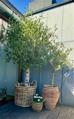 Billede 13. Lejlighed, Halmtorvet, København V 