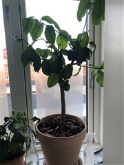 Photo 84. Shared accommodation, Broholms Alle, Charlottenlund 