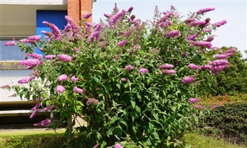 Photo 6. Apartment, Skoleparken, Esbjerg Ø 