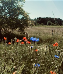 Photo 27. Room, Krogdalen, Ballerup