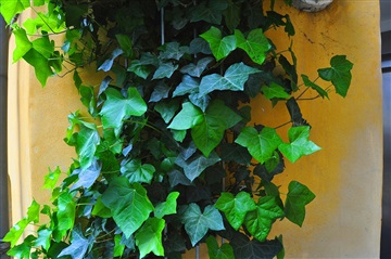 Billede 34. Lejlighed, Webersgade, København Ø 