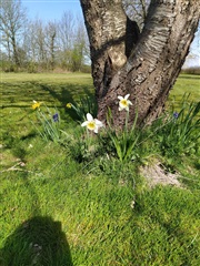 Billede 4. Hus/villa, Bjørnskovvej, Agerskov 