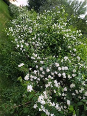 Billede 7. Hus/villa, Bjørnskovvej, Agerskov 