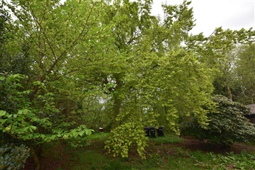 Photo 17. House, Vestergade, Frøstrup 