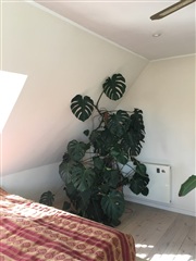 Billede 9. Værelse, Fordresgårdvej, Frederiksberg 