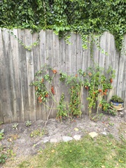 Photo 8. Room, Brumleby, København Ø 