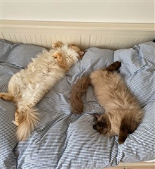 Photo 7. Shared accommodation, Else Alfelts Vej, København S 