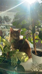 Photo 10. Room, Sigynsgade, København N 