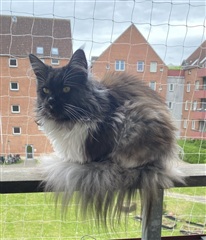 Photo 9. Room, Sigynsgade, København N 