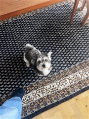 Photo 3. Room, Margretheholmsvej, København K 