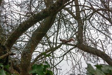 Photo 54. House, Vestervang, Valby 