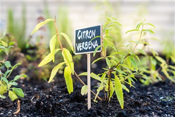 Photo 18. Apartment, Honningvænget, Tilst 