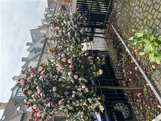 Photo 16. House, Eckersbergsgade, København Ø 