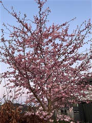 Billede 28. Lejlighed, Toppen, Roskilde 